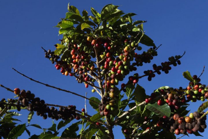 Nơi trồng được cà phê ngon