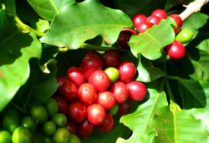 Cà phê Cherry Cà phê mít